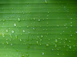 water drops on green leaf