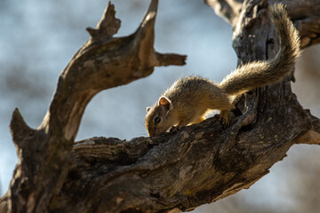 Smith's bush squirrel in a tree with backlit sun.