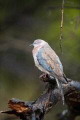 A Laughing Dove sleeping on a branch in the rain.