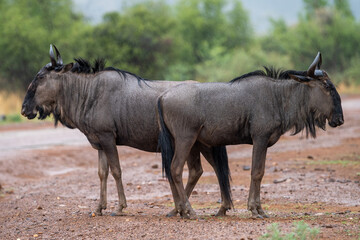Two blue wildebeest in the rain