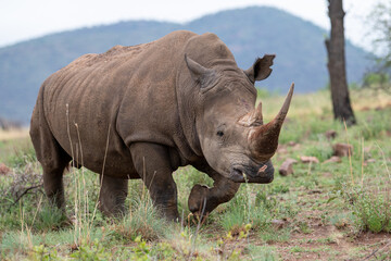 An endangered white Rhino walking