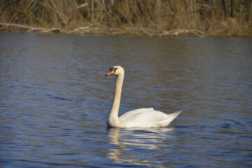 White Swan