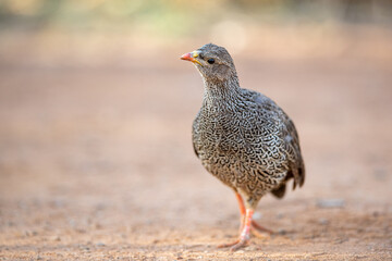 A curious Natal Spurfowl also known as a Natal Francolin