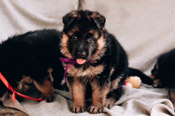 Kennel of high-breed German shepherd dogs. A charming little German shepherd puppy of black and red color with a lilac ribbon sits on a gray blanket and poses.