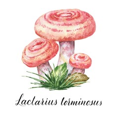 Watercolor lactarius torminosus edible fungi, mushrooms with leaves and grass illustration. Watercolour botanical composition on white background.