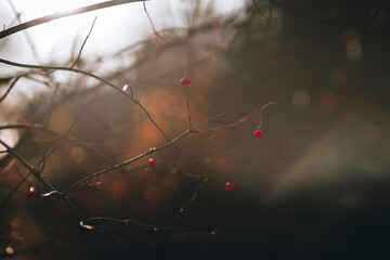 Few red ripe viburnum berries on the branches in autumn evening. Selective focus. Shallow depth of field.