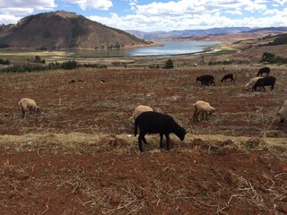 the sacred valley in peru