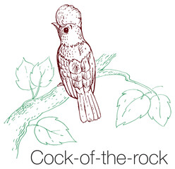 Cock-of-the-rock hand drawn vector illustration