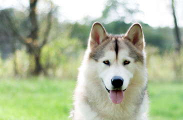 Obraz premium Alaskan malamute's portrait in the meadow. Hypnotizing eyes and a friendly smile.