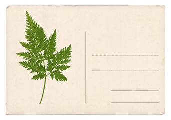 Blank old vintage postcard with dry plant isolated