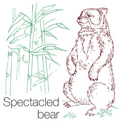Spectacled bear hand drawn vector illustration