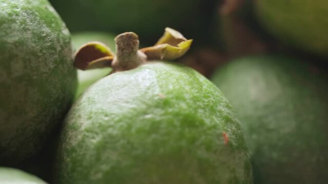 Ripe feijoa fruits on a tray
