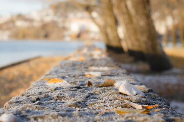 Close up of fallen yellow leaves covered with frost and snow