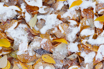 Close up of fallen yellow leaves covered with frost and snow
