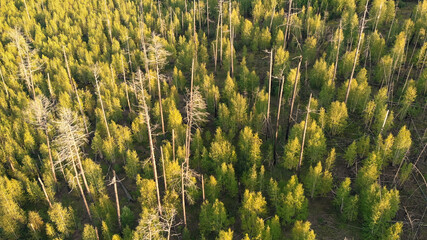 Birds eye view of young trees growing at the site of forest fire.