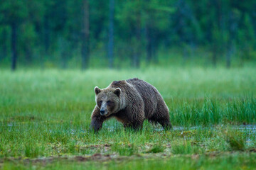 brown bear woods and taiga lakes untouched nature of finland scandinavia europe