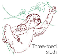 Three-toed sloth hand drawn vector illustration © Aleks Taurus