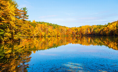 Colorful fall foliage reflected in a small pond
