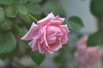 pink rose in garden