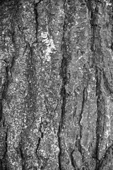 Fototapeta na wymiar Black and white close-up texture of tree trunk with green moss and with copy space