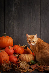 Thanksgiving Greetings. Pumpkins and dry leaves on a dark wooden background.