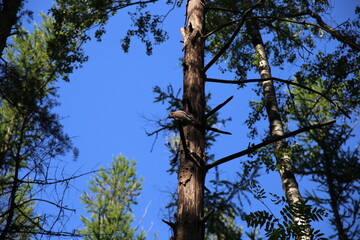 trees in the forest
