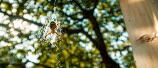 Large striped yellow and black spider Argiope Bruennichi on its web. macro.