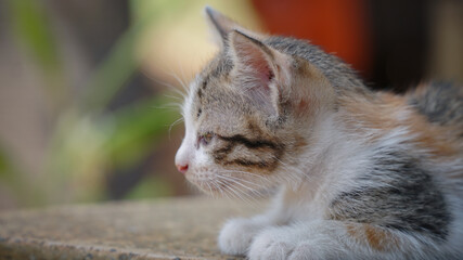 Stray Kitten Wandering Playing in the Garden and Laying Around to Relax