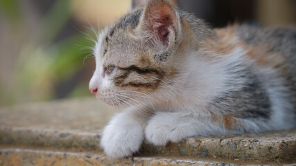 Stray Kitten Wandering Playing in the Garden and Laying Around to Relax