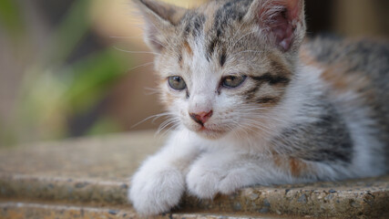 Obraz premium Stray Kitten Wandering Playing in the Garden and Laying Around to Relax
