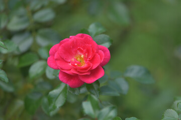 Dark pink rose flowers in the garden