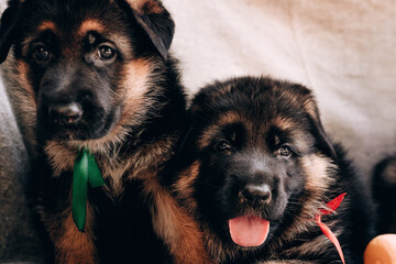 Kennel of high-breed German shepherd dogs. Two adorable German shepherd puppies of red color with red and green ribbon sit on a gray blanket and pose.