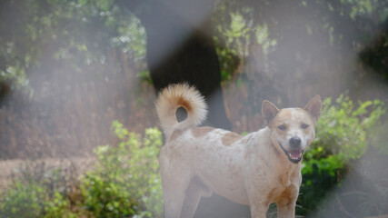 Stray Dog Sitting Outside Fence