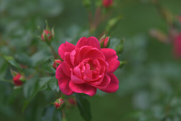 Dark pink rose flowers in the garden