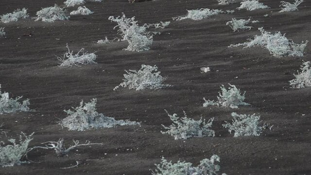 Pioneer Plants Growing in Volcanic Soil on Bartolome Island, Galapagos