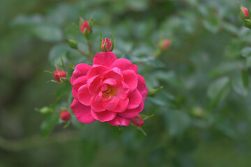 Dark pink rose flowers in the garden
