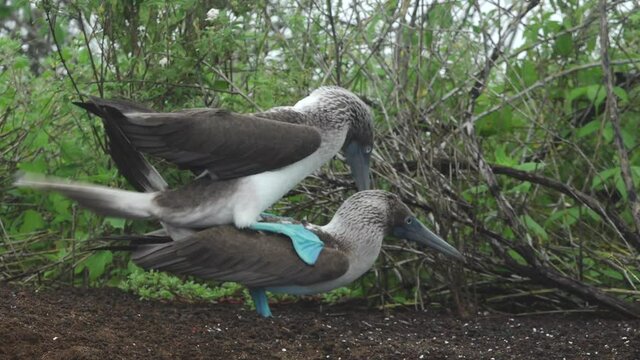 Blue-Footed Boobies Mating Touching Cloaca on Floreana Island, Galapagos