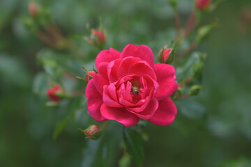 Dark pink rose flowers in the garden
