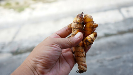 Person holding turmeric root
