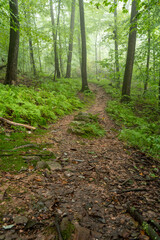 Mist in the Summer Forest