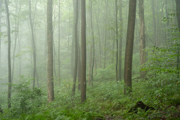 Forest Trees in the Summer Mist