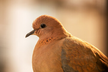 Portrait of a free-run pigeon in nature
