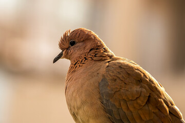 Portrait of a free-run pigeon in nature