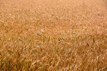 wheat field background