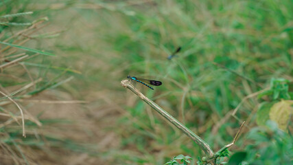 Dragon Fly Resting On Single Grass Branch before lifting back up into the air