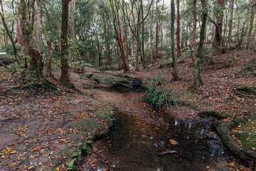 Water and rocks in the middle of woodland.