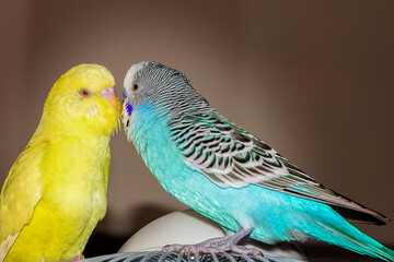 Close-up shoot of domesticated budgerigars