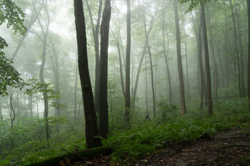 Forest Trees in the Summer Mist
