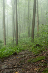 Obraz na płótnie Canvas Forest Trees in the Summer Mist