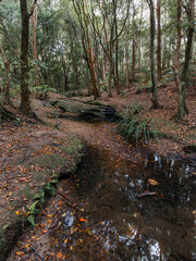 Water and rocks in the middle of woodland.